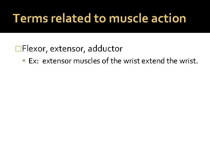 Terms related to muscle action �Flexor, extensor, adductor Ex: extensor muscles of the wrist Terms related to muscle action �Flexor, extensor, adductor Ex: extensor muscles of the wrist