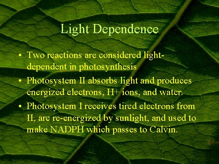 Light Dependence • Two reactions are considered lightdependent in photosynthesis • Photosystem II absorbs