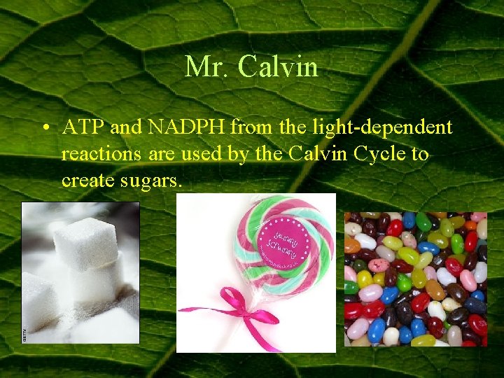 Mr. Calvin • ATP and NADPH from the light-dependent reactions are used by the