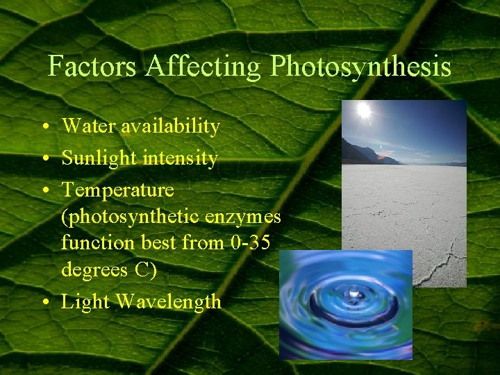 Factors Affecting Photosynthesis • Water availability • Sunlight intensity • Temperature (photosynthetic enzymes function