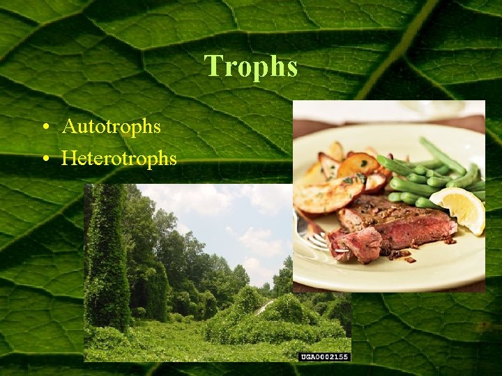 Trophs • Autotrophs • Heterotrophs 