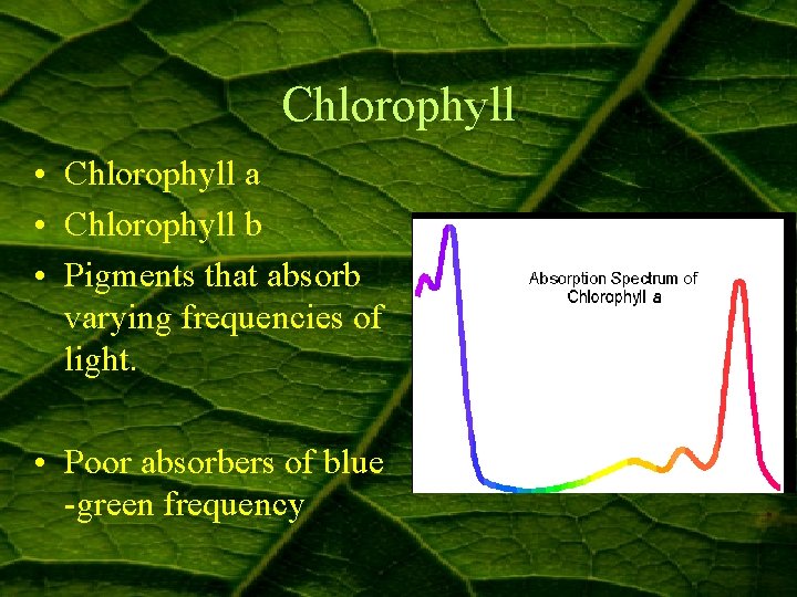 Chlorophyll • Chlorophyll a • Chlorophyll b • Pigments that absorb varying frequencies of