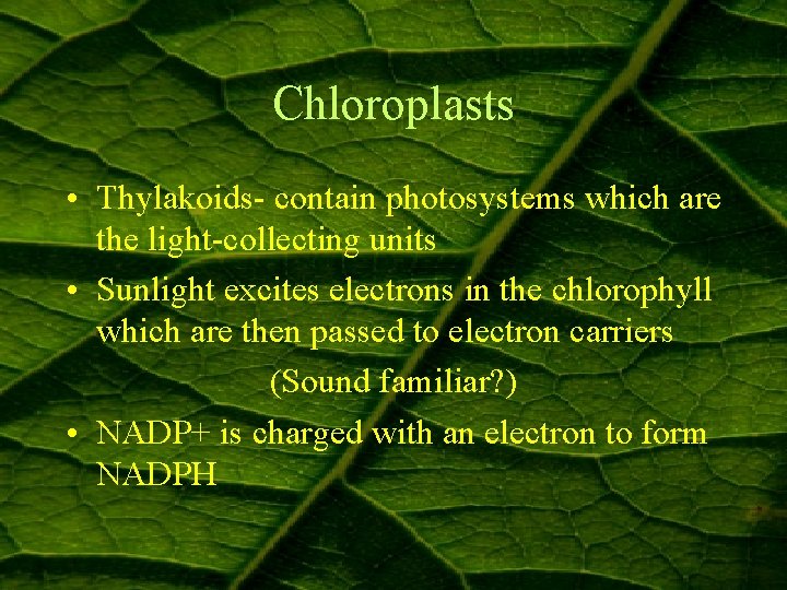 Chloroplasts • Thylakoids- contain photosystems which are the light-collecting units • Sunlight excites electrons