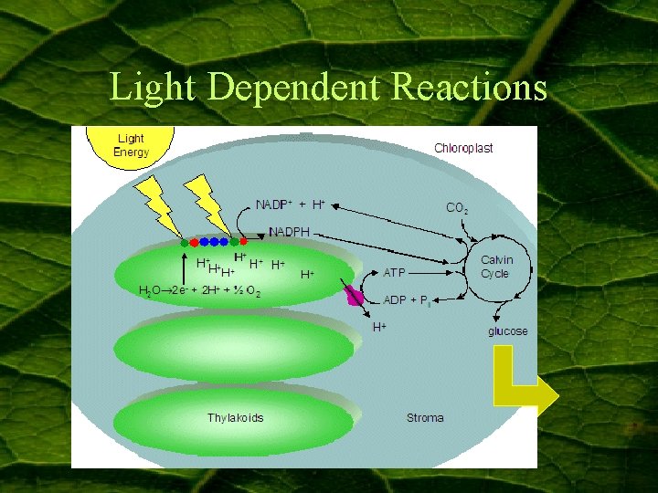 Light Dependent Reactions 