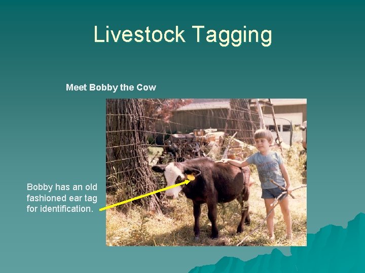 Livestock Tagging Meet Bobby the Cow Bobby has an old fashioned ear tag for
