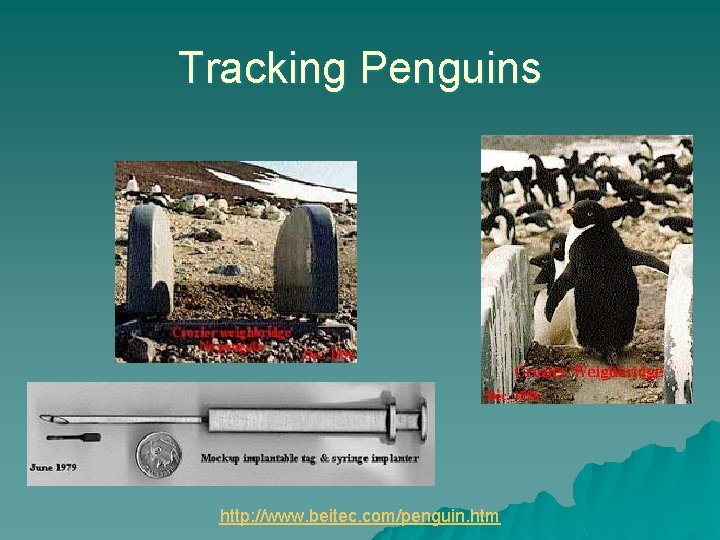 Tracking Penguins http: //www. beitec. com/penguin. htm 