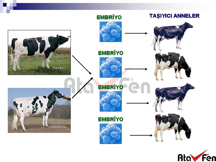 EMBRİYO TAŞIYICI ANNELER 