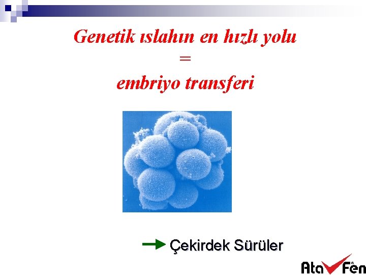 Genetik ıslahın en hızlı yolu = embriyo transferi Çekirdek Sürüler 