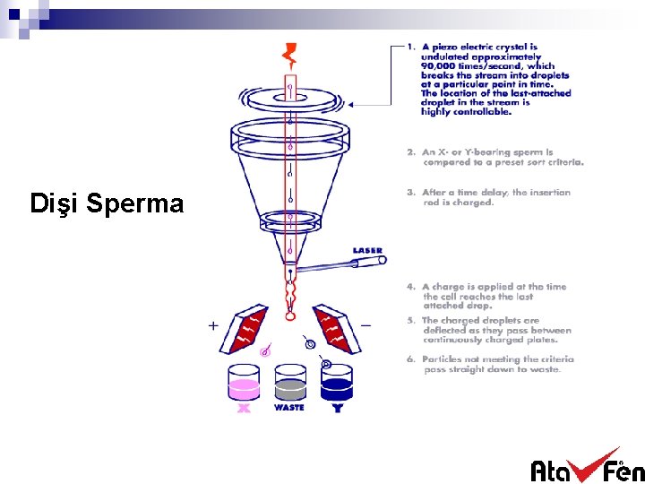 Dişi Sperma 