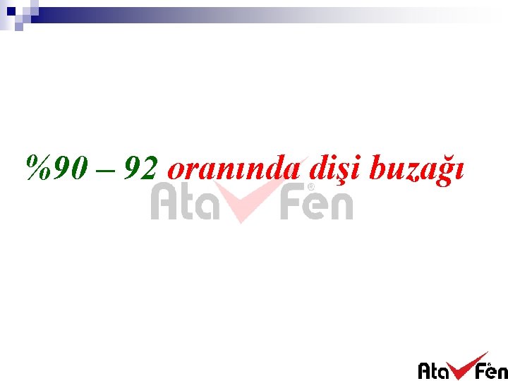 %90 – 92 oranında dişi buzağı 