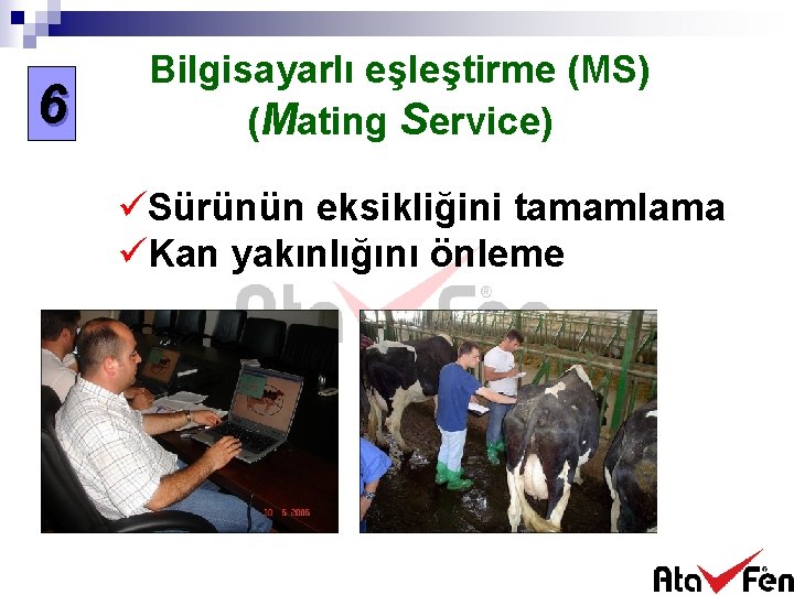 6 Bilgisayarlı eşleştirme (MS) (Mating Service) üSürünün eksikliğini tamamlama üKan yakınlığını önleme 