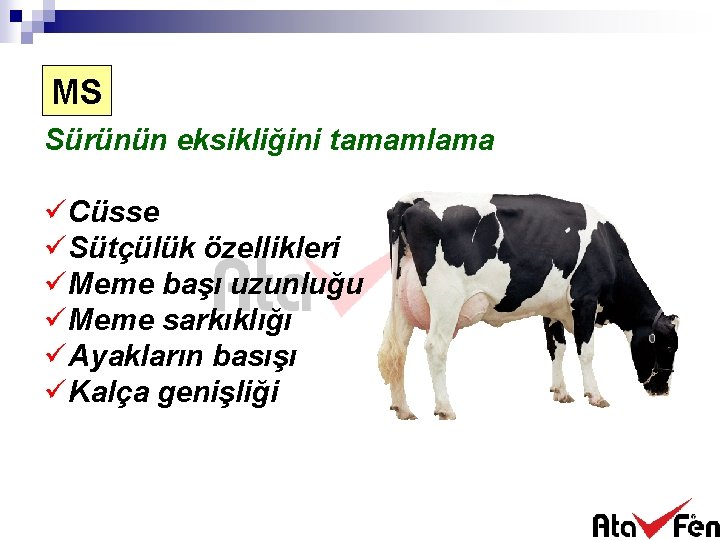 MS Sürünün eksikliğini tamamlama üCüsse üSütçülük özellikleri üMeme başı uzunluğu üMeme sarkıklığı üAyakların basışı