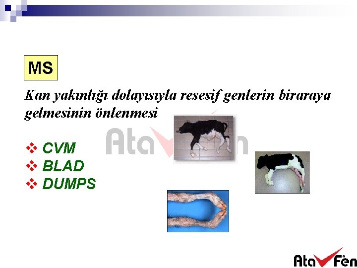 MS Kan yakınlığı dolayısıyla resesif genlerin biraraya gelmesinin önlenmesi v CVM v BLAD v