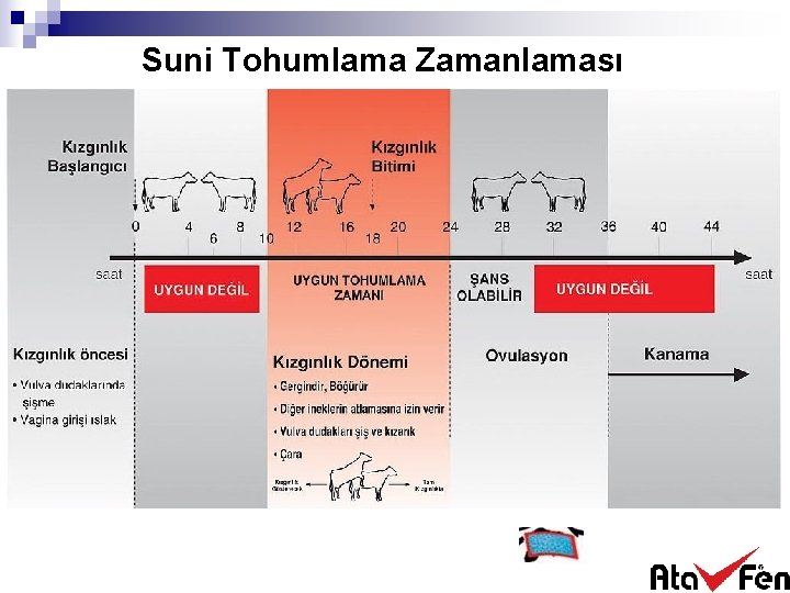 Suni Tohumlama Zamanlaması 