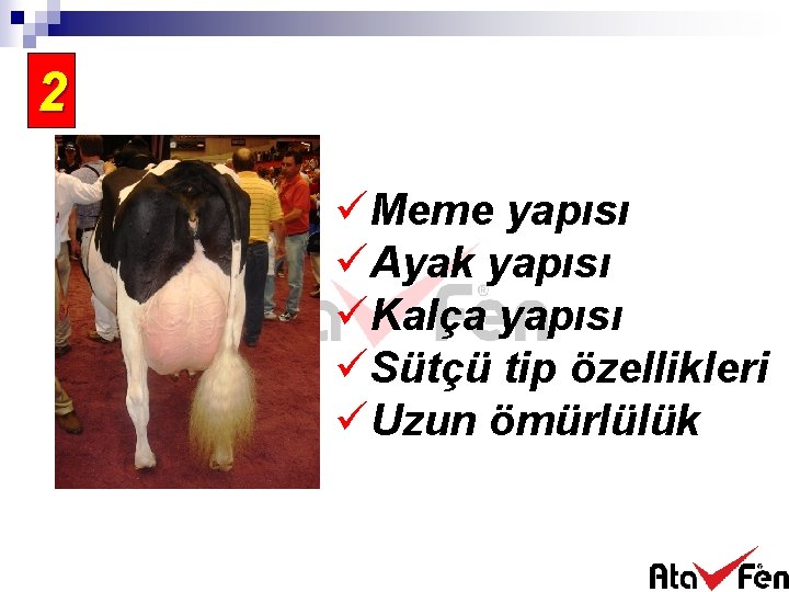 2 üMeme yapısı üAyak yapısı üKalça yapısı üSütçü tip özellikleri üUzun ömürlülük 