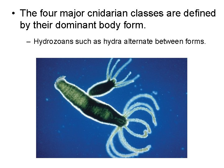  • The four major cnidarian classes are defined by their dominant body form.