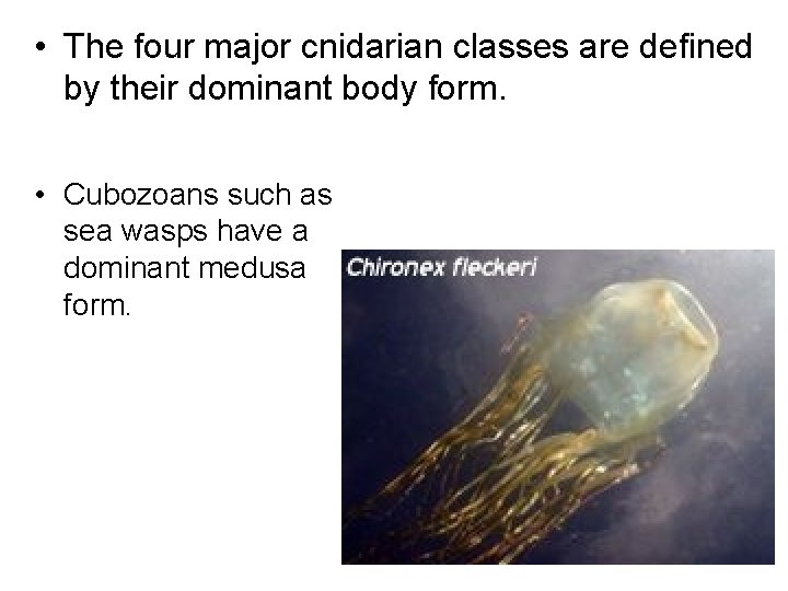  • The four major cnidarian classes are defined by their dominant body form.