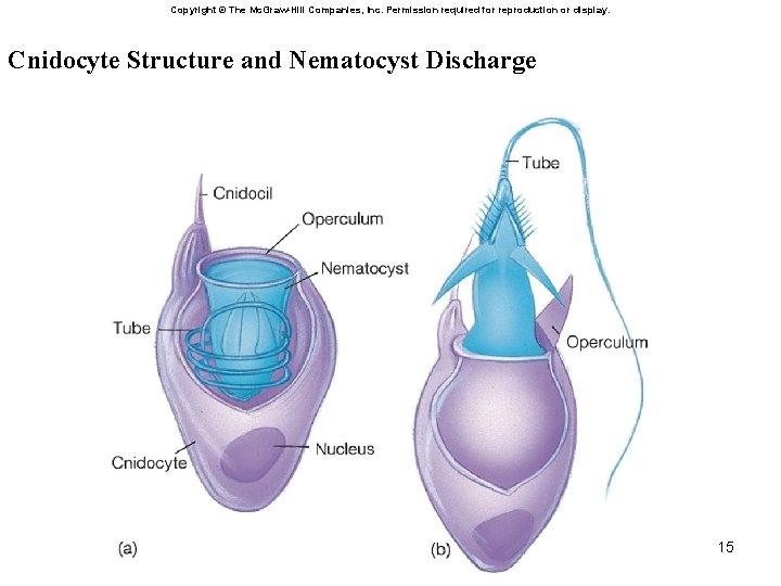 Copyright © The Mc. Graw-Hill Companies, Inc. Permission required for reproduction or display. Cnidocyte