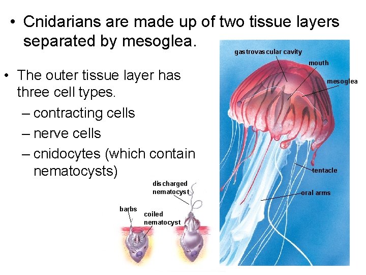  • Cnidarians are made up of two tissue layers separated by mesoglea. gastrovascular