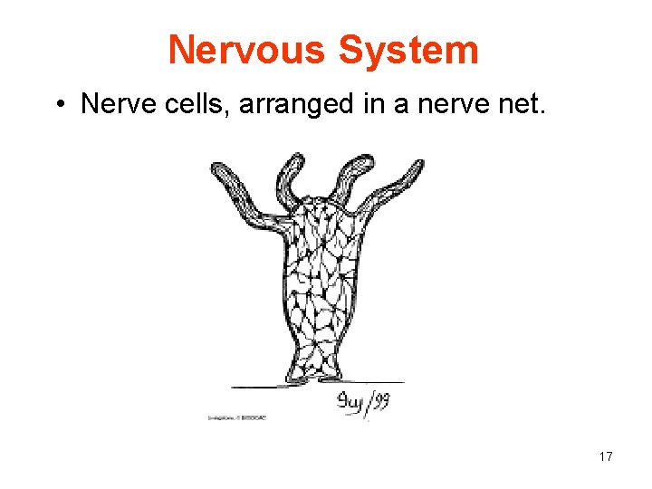 Nervous System • Nerve cells, arranged in a nerve net. 17 