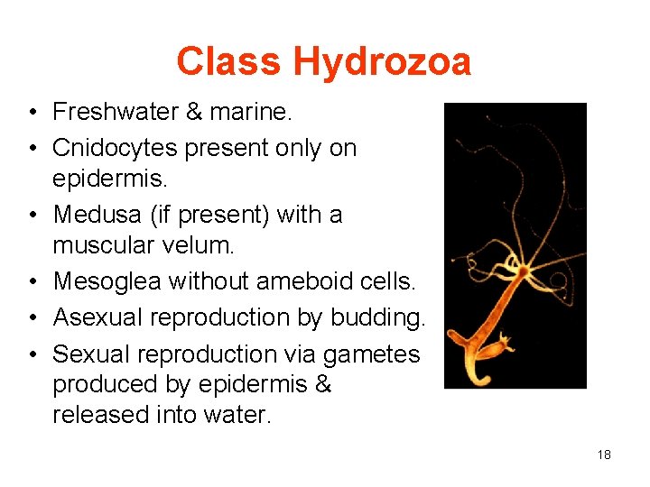 Class Hydrozoa • Freshwater & marine. • Cnidocytes present only on epidermis. • Medusa