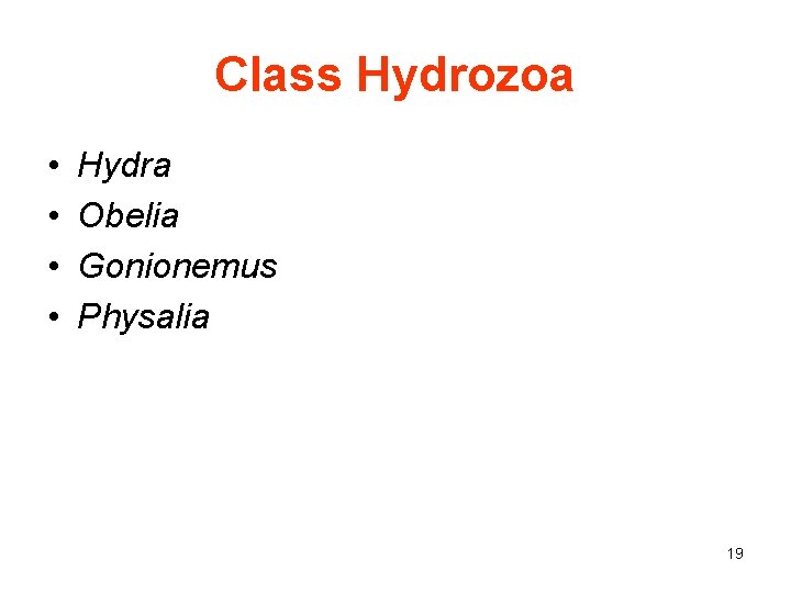 Class Hydrozoa • • Hydra Obelia Gonionemus Physalia 19 