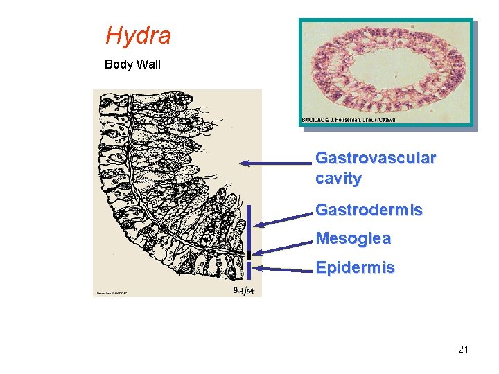 Hydra Body Wall Gastrovascular cavity Gastrodermis Mesoglea Epidermis 21 