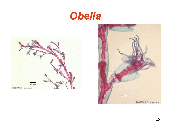 Obelia 23 