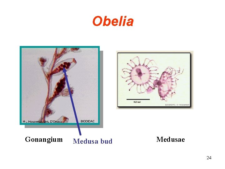 Obelia Gonangium Medusa bud Medusae 24 