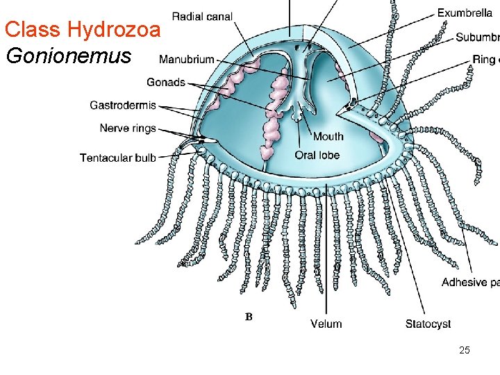 Class Hydrozoa Gonionemus 25 