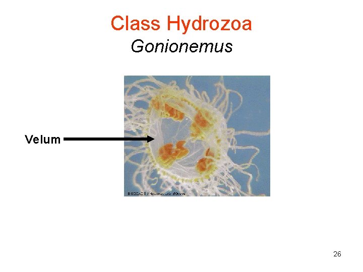 Class Hydrozoa Gonionemus Velum 26 