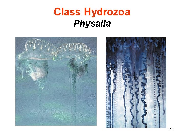 Class Hydrozoa Physalia 27 