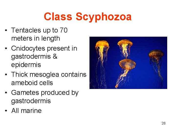 Class Scyphozoa • Tentacles up to 70 meters in length • Cnidocytes present in