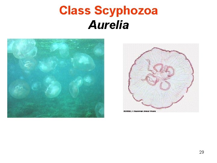 Class Scyphozoa Aurelia 29 