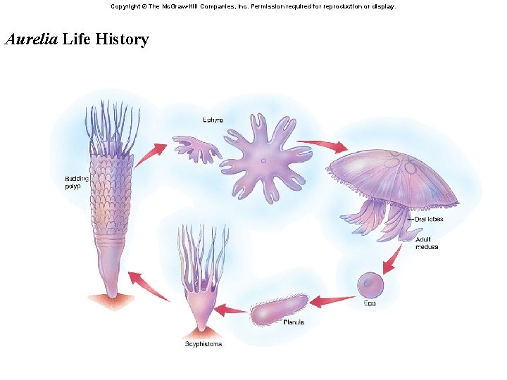 Copyright © The Mc. Graw-Hill Companies, Inc. Permission required for reproduction or display. Aurelia