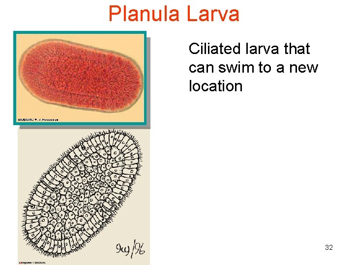 Planula Larva Ciliated larva that can swim to a new location 32 