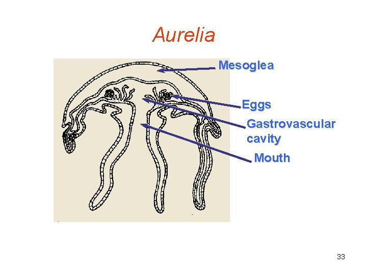 Aurelia Mesoglea Eggs Gastrovascular cavity Mouth 33 