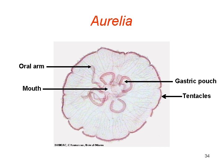 Aurelia Oral arm Gastric pouch Mouth Tentacles 34 