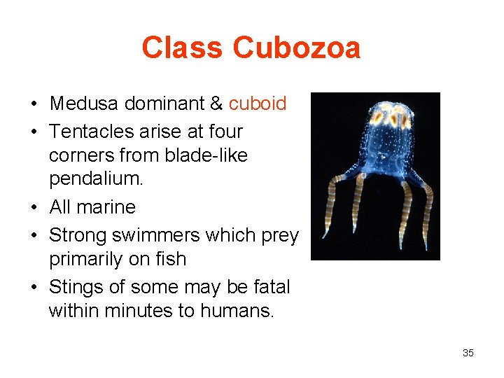Class Cubozoa • Medusa dominant & cuboid • Tentacles arise at four corners from