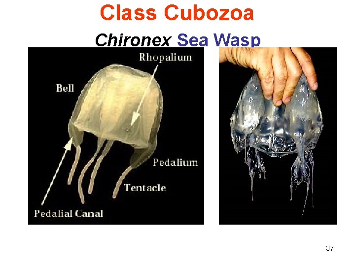 Class Cubozoa Chironex Sea Wasp 37 