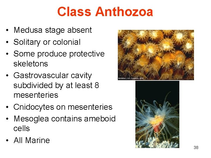 Class Anthozoa • Medusa stage absent • Solitary or colonial • Some produce protective