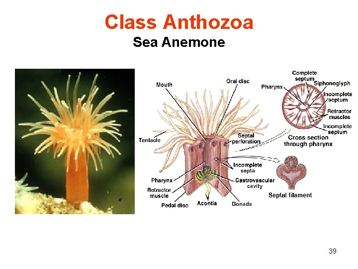 Class Anthozoa Sea Anemone 39 