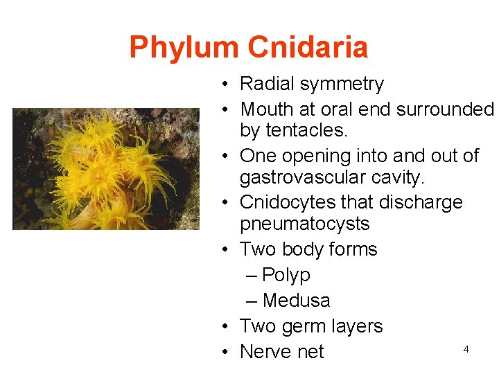 Phylum Cnidaria • Radial symmetry • Mouth at oral end surrounded by tentacles. •