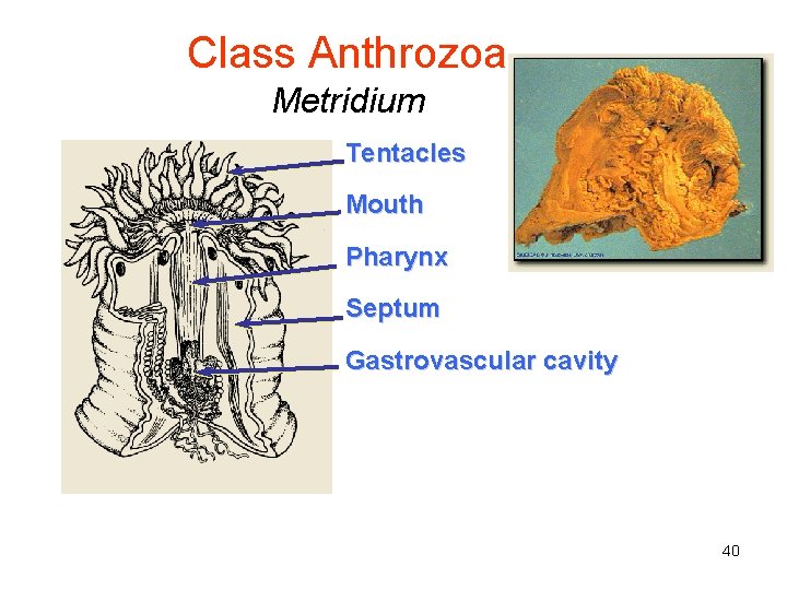 Class Anthrozoa Metridium Tentacles Mouth Pharynx Septum Gastrovascular cavity 40 