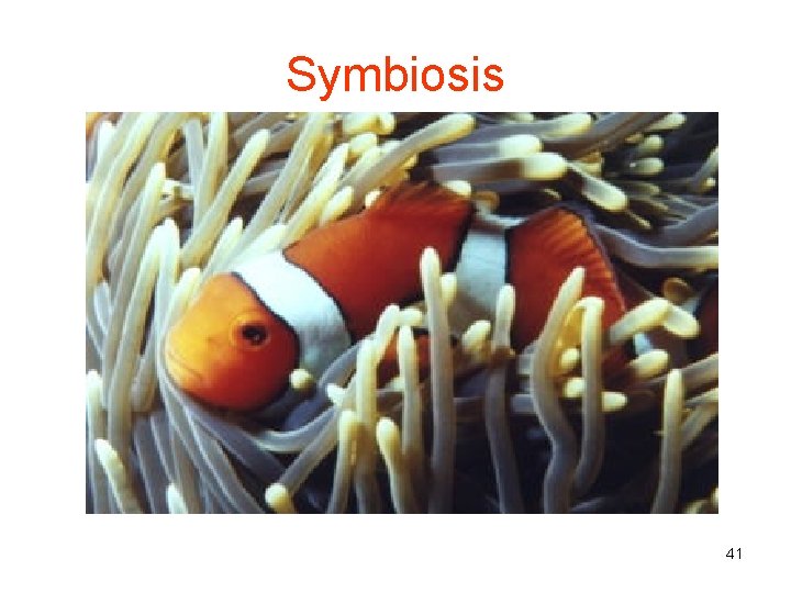 Symbiosis 41 