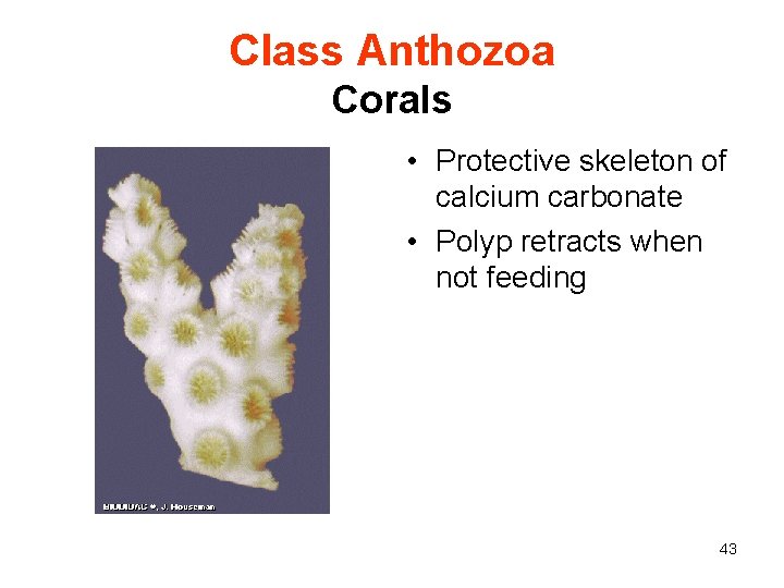 Class Anthozoa Corals • Protective skeleton of calcium carbonate • Polyp retracts when not