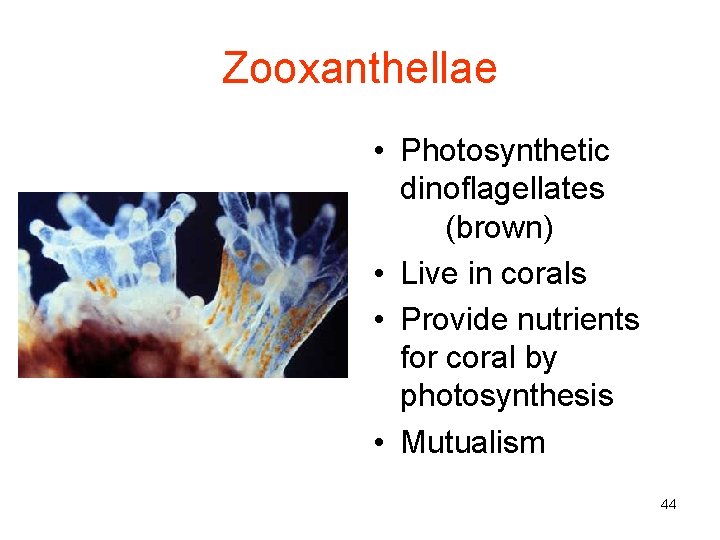 Zooxanthellae • Photosynthetic dinoflagellates (brown) • Live in corals • Provide nutrients for coral