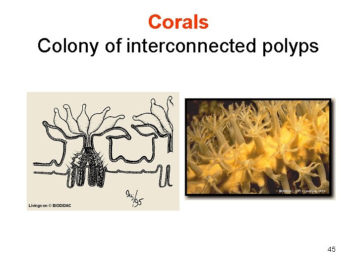 Corals Colony of interconnected polyps 45 