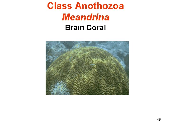 Class Anothozoa Meandrina Brain Coral 46 