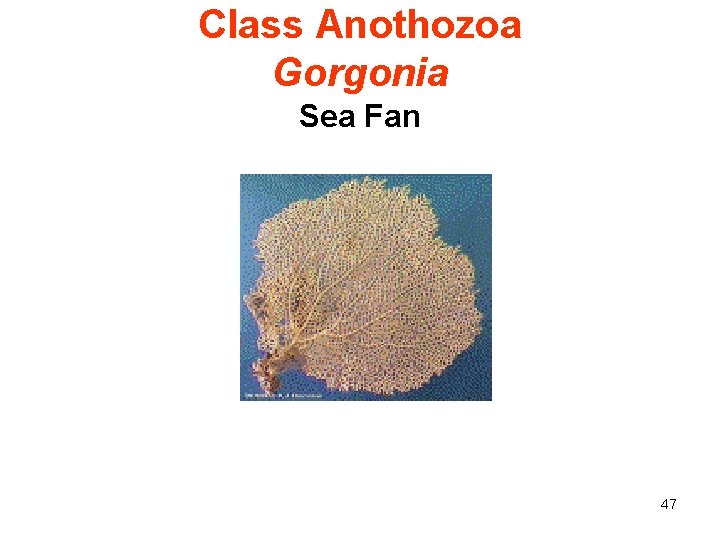 Class Anothozoa Gorgonia Sea Fan 47 